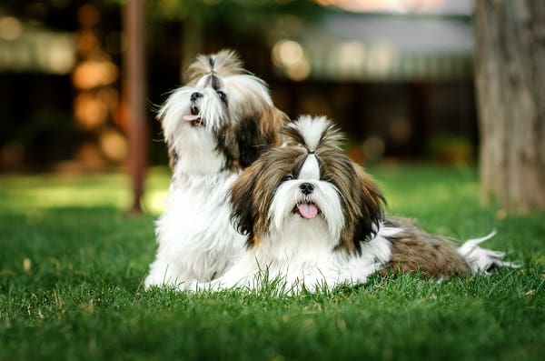 best dog grooming clippers for lhasa apso